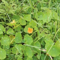 Tropaeolum majus L.